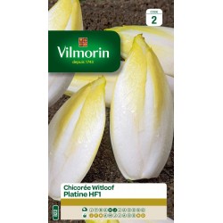 VILMORIN CHICORÉE Witloof...