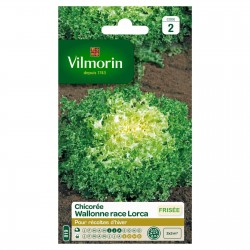 VILMORIN CHICORÉE WALLONNE...