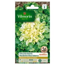 VILMORIN CHICORÉE GÉANTE...