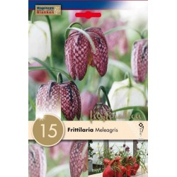 Bulbes de fritillaire...