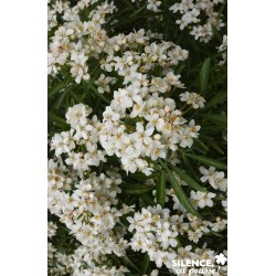 Choisya Aztec Pearl Tfe-C4.5L