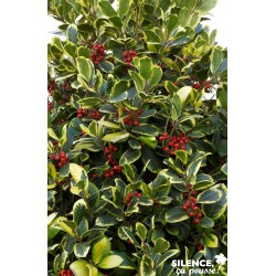 Ilex Altaclerensis 'Golden...