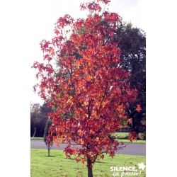 Liquidambar Styraciflua...