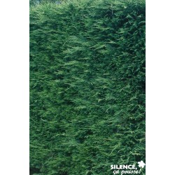 Cupressocyparis Leylandii...