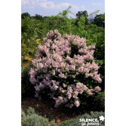 Syringa Josee Tfe-C4.5L