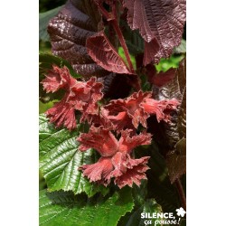 Noisetier Avellana Rote...