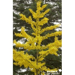 Ginkgo Biloba 80/100-C4.5L