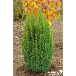 Chamaecyparis L.Ellwood S...