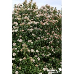 Viburnum Tinus Tfe-C10L