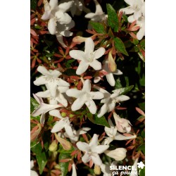 Abelia Grandiflora Sherwood...