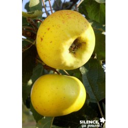 Pommier Transparent Croncel...