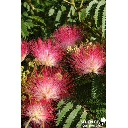 Albizia Julibrissin...