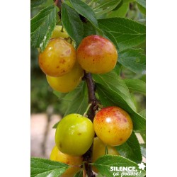 Prunier Mirabelle Nancy...