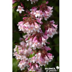 Kolkwitzia Amabilis Pink...