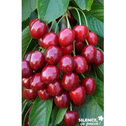 Cerisier Geant Hedelfingen...