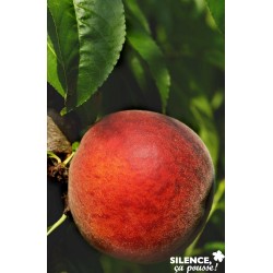 Pecher Dixired Gob-2Ans-C10L