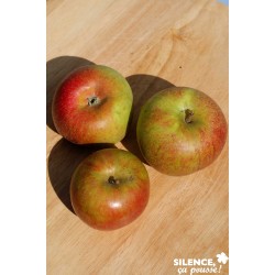 Pommier Cox'S Orange Pippin...