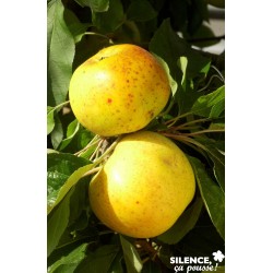 Pommier Reinette Clochard...