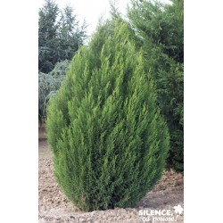 Cupressocyparis Leylandii...