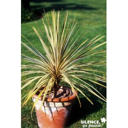Cordyline Australis Torbay...