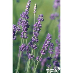 Lavandula Angustifolia...