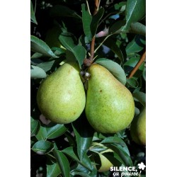 Poirier William'S...