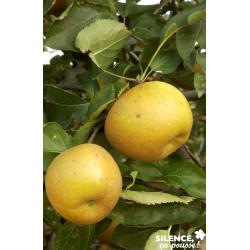 Pommier Reinette Canada...