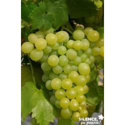 Vigne Italia 100/150-C4L