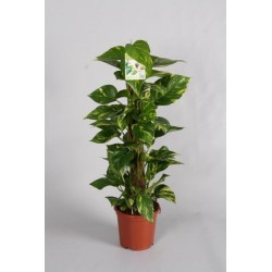 Epipremnum pinnatum...