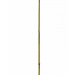 BAMBOO Tuteur bambou...