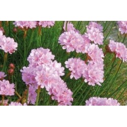 Armeria Maritima C0.65L