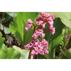 Bergenia C0.65L