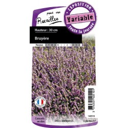 Erica Darleyensis Rose C0.65L