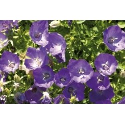 Campanula Carpatica Bl C0.65L