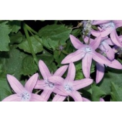 Campanula Poscharskyana...