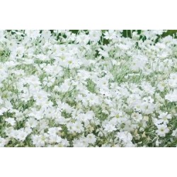 Cerastium Tomentosum C0.65L