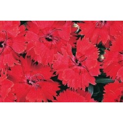 Dianthus Nain Frange Rge...