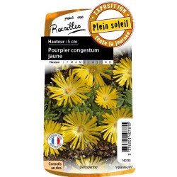 Pourpier Congestum Jne C0.65L