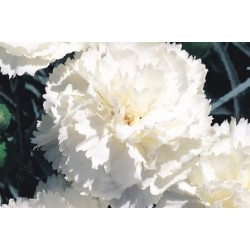 Dianthus Plumarius Blc C0.65L