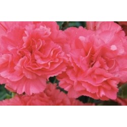 Dianthus Plumarius Rose...