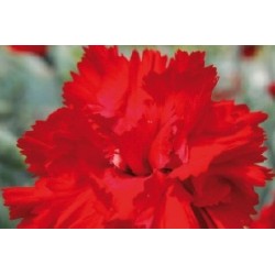 Dianthus Plumarius...