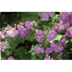 Geranium Cantabrigiense Rge...