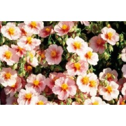 Helianthemum sm c0.65l
