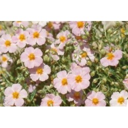 Helianthemum wisley pink...