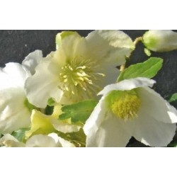 Helleborus Blc C0.65L