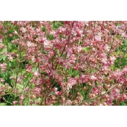 Heuchera Strawberry C0.65L