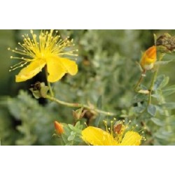 Hypericum Olympicum C0.65L