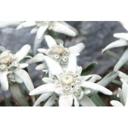 Leontopodium Alpinum C0.65L