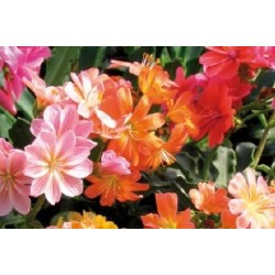 Lewisia C0.65L