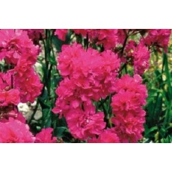 Lychnis rge dble c0.65l